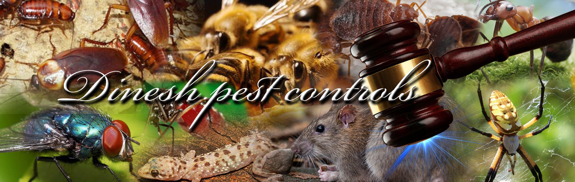 PEST CONTROL SERVICES IN CHENNAI